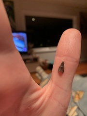 Cryptaspasma