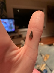 Cryptaspasma