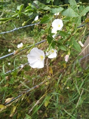 Convolvulus arvensis