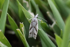 Holocola thalassinana