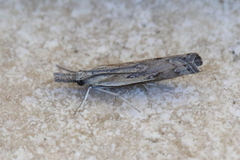 Ptochostola microphaeellus