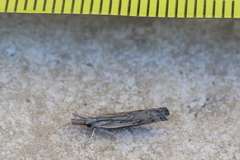 Ptochostola microphaeellus