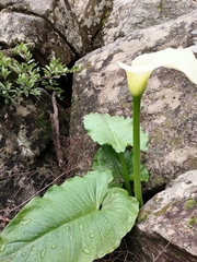 Zantedeschia odorata