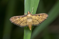Tatobotys