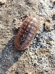 Armadillidium traiani