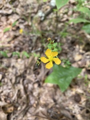 Hypericum virgatum