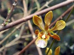 Encyclia huertae
