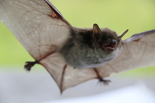 pond bat
