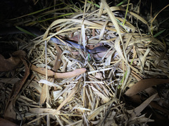 Stegonotus australis