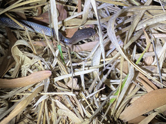 Stegonotus australis