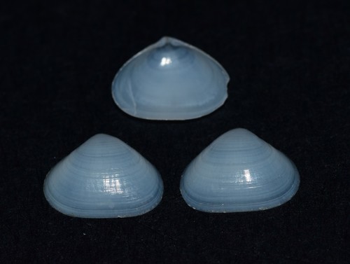 Representative image of Bornia