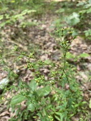 Hypericum virgatum