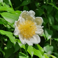 Oncoba spinosa