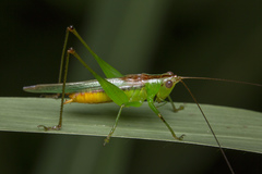 Conocephalus cognatus