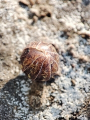 Armadillidium traiani