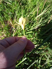 Moraea collina