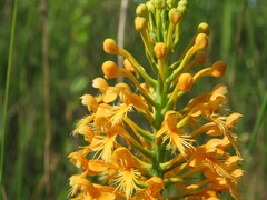 Platanthera chapmanii