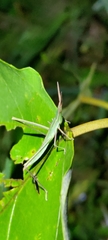 Acrida cinerea