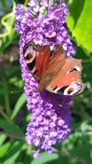 Aglais io