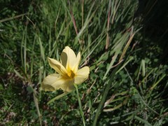 Moraea collina