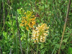 Platanthera x corderi