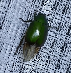 Anomala albopilosa albopilosa