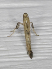 Caloptilia populetorum