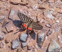 Bhutanitis thaidina