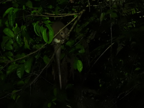 Cinereous Ringtail