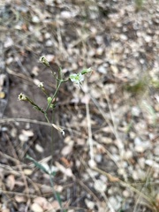 Silene verecunda