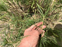 Amsonia hubrichtii