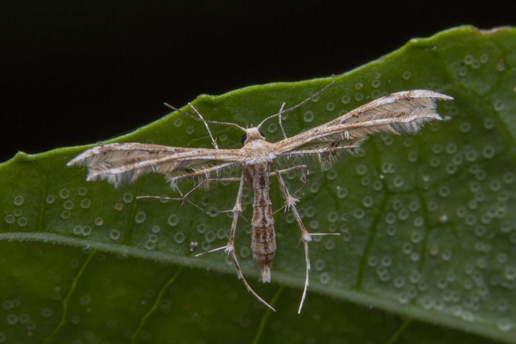 Sphenarches zanclistes