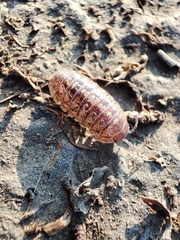 Armadillidium traiani