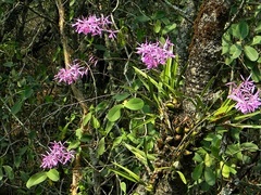 Encyclia adenocaula