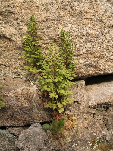Jersey fern