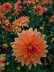 Dahlia