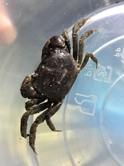 Pseudohelice subquadrata