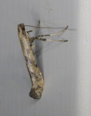 Caloptilia populetorum
