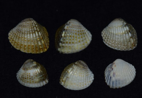 Angled Cockle