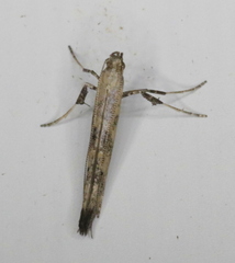 Caloptilia populetorum