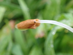 Conocybe deliquescens