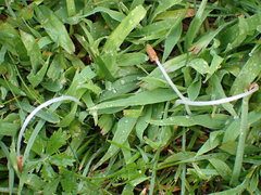Conocybe deliquescens
