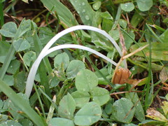 Conocybe deliquescens