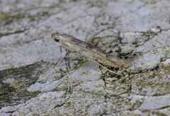 Caloptilia populetorum