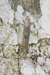Caloptilia populetorum