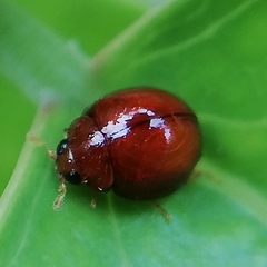 Coleoptera