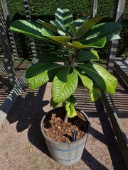 Rhododendron sinogrande