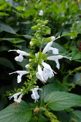 Salvia