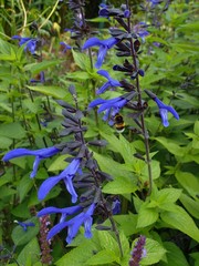 Salvia
