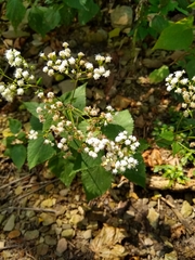 Ageratina altissima